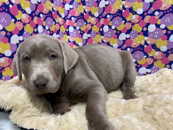 Labrador Retriever DOG Male slvr 5092 Petland San Antonio, TX