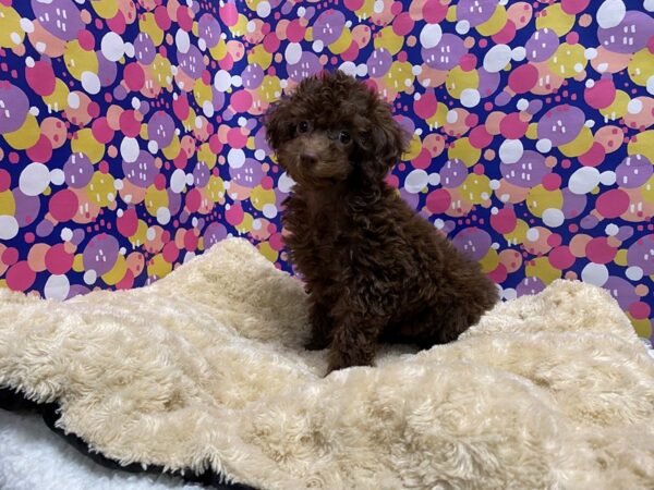 Toy Poodle DOG Male chlt 5088 Petland San Antonio, TX