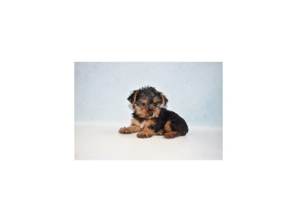 Yorkshire Terrier-DOG-Male-Black and Tan-5095-Petland San Antonio, TX