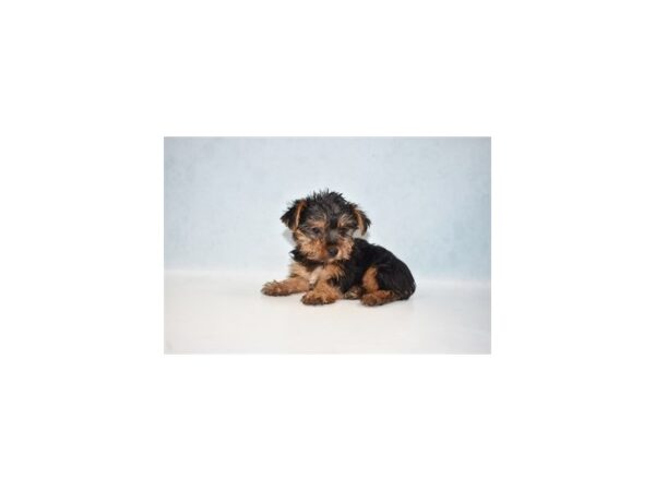 Yorkshire Terrier DOG Male Black and Tan 5095 Petland San Antonio, TX