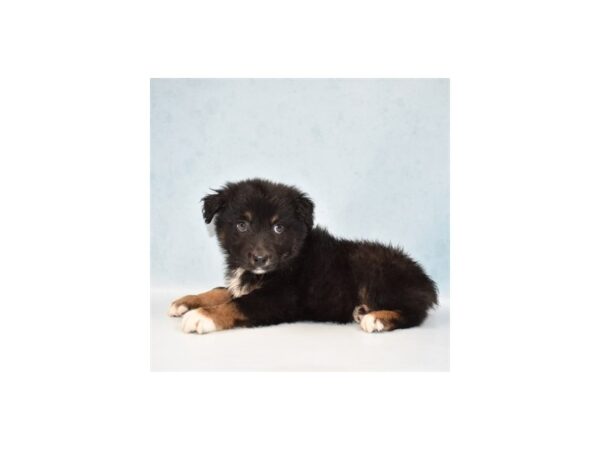 Australian Shepherd DOG Male Black and White 5093 Petland San Antonio, TX