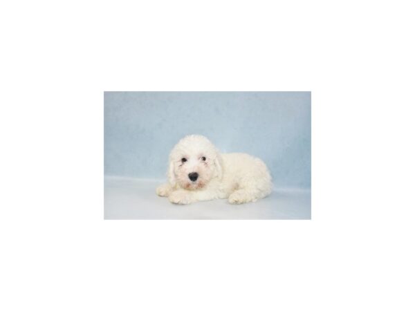 Bichon Frise-DOG-Male-White-5094-Petland San Antonio, TX