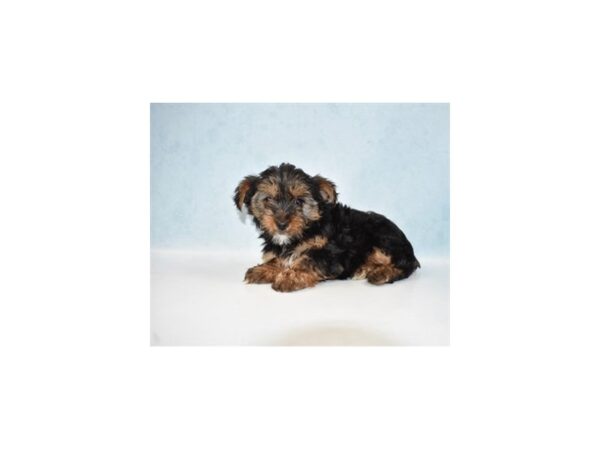 Yorkshire Terrier-DOG-Female-Black and Tan-5096-Petland San Antonio, TX