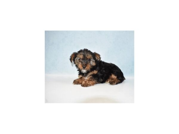 Yorkshire Terrier DOG Female Black and Tan 5096 Petland San Antonio, TX