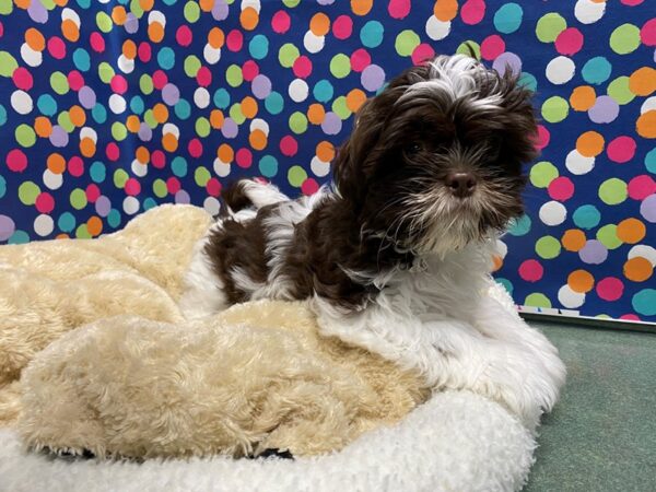 Shih Tzu-DOG-Male-lvr & wh-5068-Petland San Antonio, TX