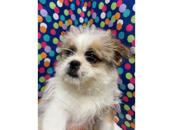 Pekashitz-DOG-Male-Rocky Roy Boy-5078-Petland San Antonio, TX