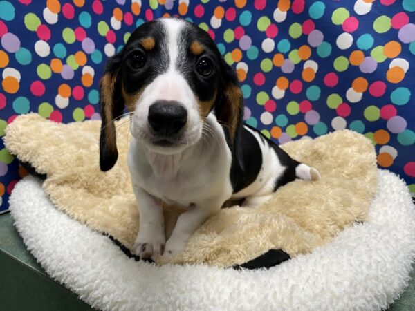 Dachshund DOG Male blk & tn pbld 5076 Petland San Antonio, TX