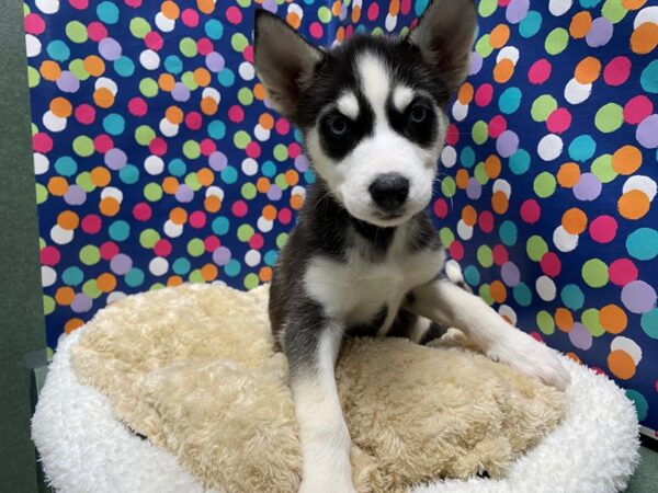 Siberian Husky DOG Female blk & wh 5107 Petland San Antonio, TX