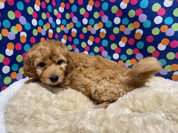 Mini Goldendoodle DOG Male drk gldn 5103 Petland San Antonio, TX