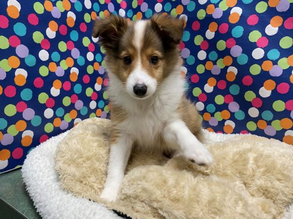 Shetland Sheepdog DOG Male sbl & wh 5102 Petland San Antonio, TX