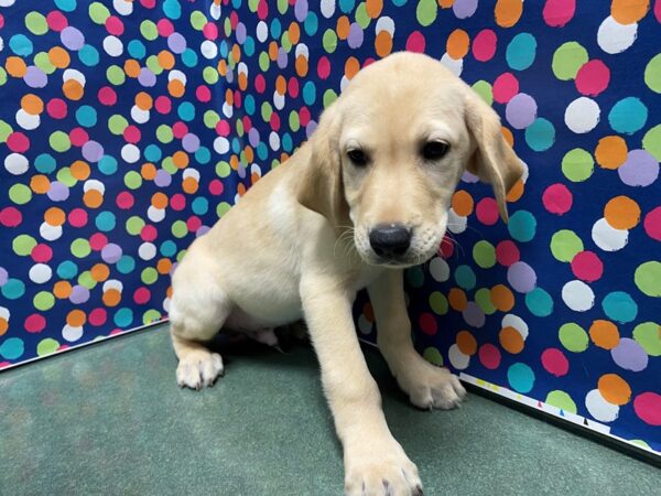 Labrador Retriever-DOG-Male-ylw-5098-Petland San Antonio, TX