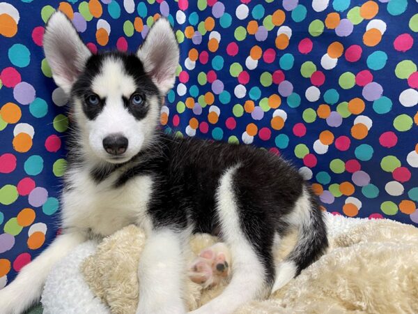 Siberian Husky DOG Male blk & wh 5099 Petland San Antonio, TX