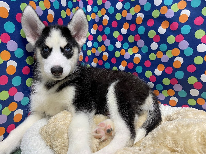 Siberian Husky Puppy blk & wh ID:5099 Located at Petland San