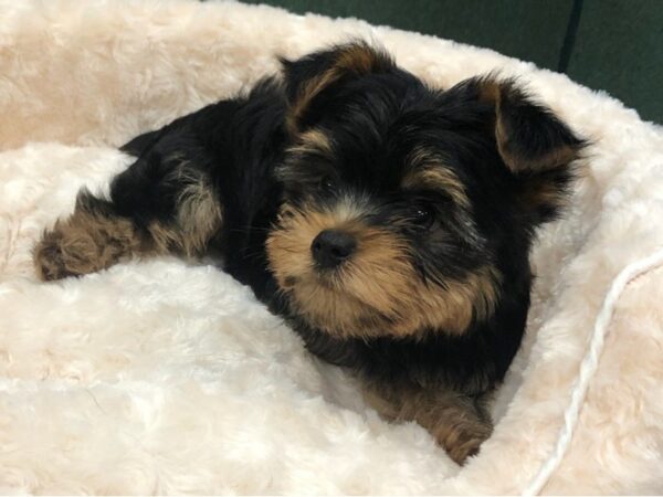 Yorkshire Terrier-DOG-Male-Black & Tan-8192-Petland San Antonio, TX