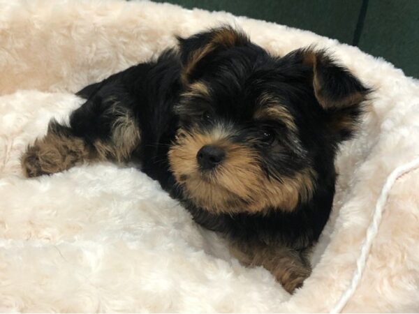 Yorkshire Terrier DOG Male Black & Tan 8192 Petland San Antonio, TX