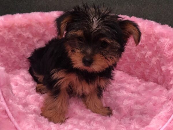 Yorkshire Terrier DOG Female Black & Tan 8193 Petland San Antonio, TX