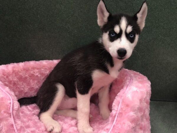 Siberian Husky DOG Female Black & White 8194 Petland San Antonio, TX