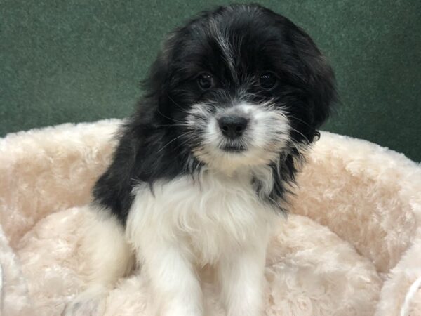 Shih Apso DOG Male Black & White 8195 Petland San Antonio, TX