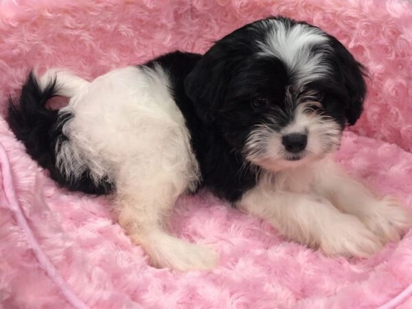 Shih Apso DOG Female Black & White 8196 Petland San Antonio, TX