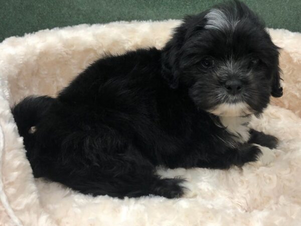 Shih Apso DOG Male Black 8197 Petland San Antonio, TX