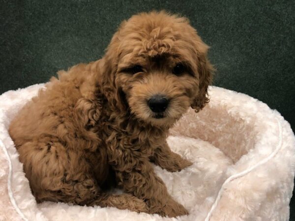 Miniature Goldendoodle-DOG-Male-Red-8198-Petland San Antonio, TX