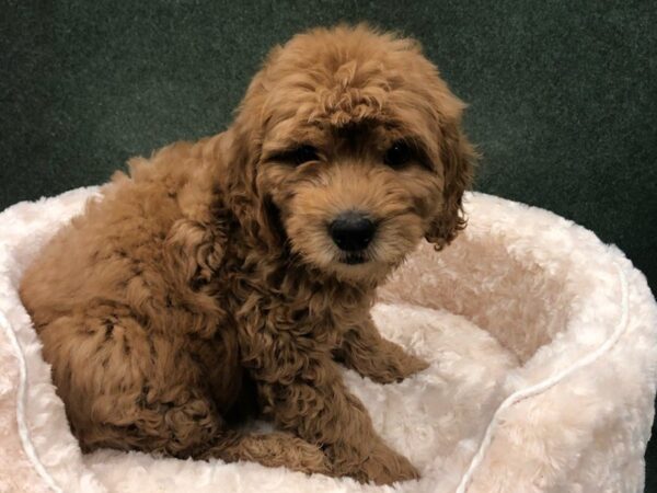 Miniature Goldendoodle DOG Male Red 8198 Petland San Antonio, TX