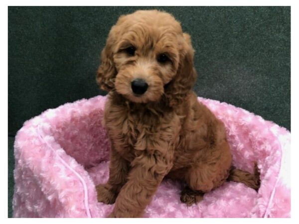 Miniature Goldendoodle DOG Female Red 8199 Petland San Antonio, TX