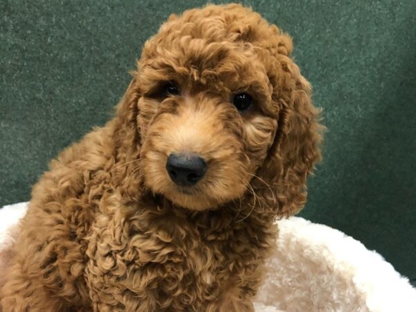 Miniature Goldendoodle DOG Male Red 8200 Petland San Antonio, TX