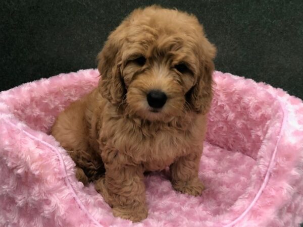 Miniature Goldendoodle DOG Female Red 8201 Petland San Antonio, TX