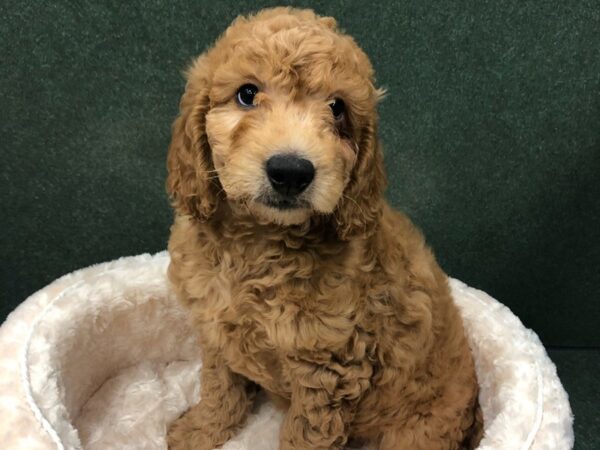 Miniature Goldendoodle DOG Male Red 8202 Petland San Antonio, TX