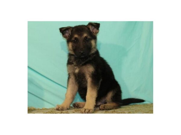 German Shepherd DOG Male Black & Tan 8204 Petland San Antonio, TX