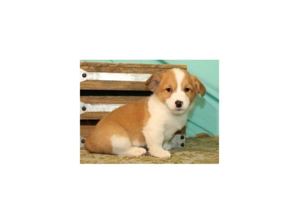 Pembroke Welsh Corgi-DOG-Male-Red & White-8205-Petland San Antonio, TX