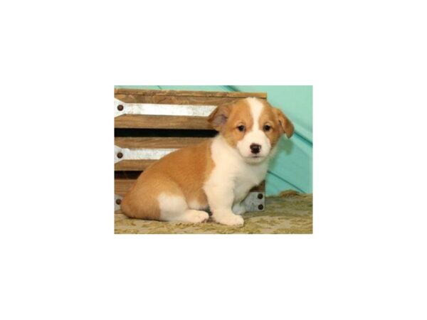 Pembroke Welsh Corgi DOG Male Red & White 8205 Petland San Antonio, TX