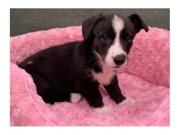 Cardigan Welsh Corgi DOG Female Black & Tan 8203 Petland San Antonio, TX