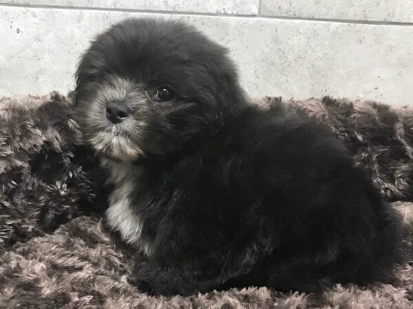 Shih Apso DOG Male Black & White 8206 Petland San Antonio, TX