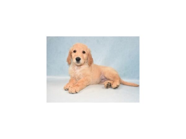 Goldendoodle-DOG-Male-Cream-5110-Petland San Antonio, TX