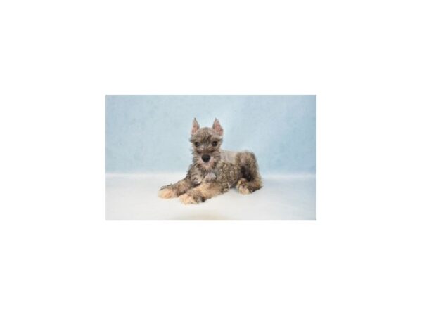 Miniature Schnauzer-DOG-Male-Salt and Pepper-5112-Petland San Antonio, TX