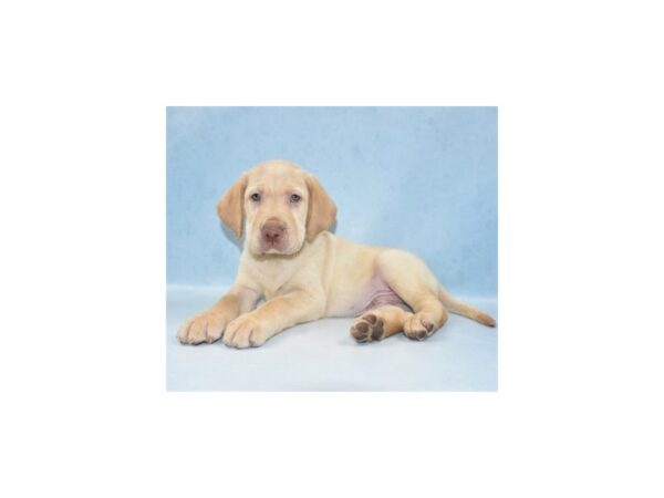 Labrador Retriever DOG Male Yellow 5111 Petland San Antonio, TX