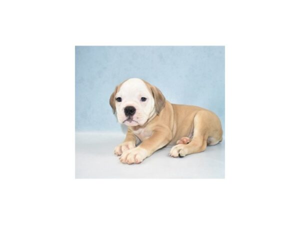 Old English Bulldog-DOG-Male-Red and White-5129-Petland San Antonio, TX