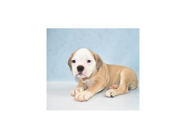 Old English Bulldog DOG Male Red and White 5129 Petland San Antonio, TX