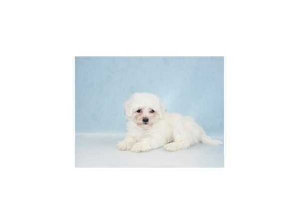 Coton De Tulear-DOG-Female-White-5109-Petland San Antonio, TX