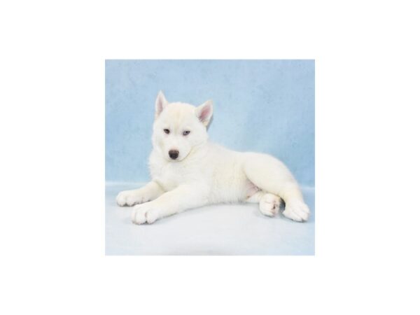 Siberian Husky DOG Male White 5114 Petland San Antonio, TX