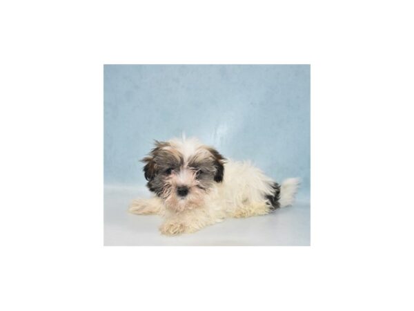 Coton De Tulear DOG Female White 5108 Petland San Antonio, TX