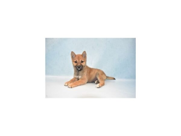 Shiba Inu DOG Male Red Sesame 5113 Petland San Antonio, TX