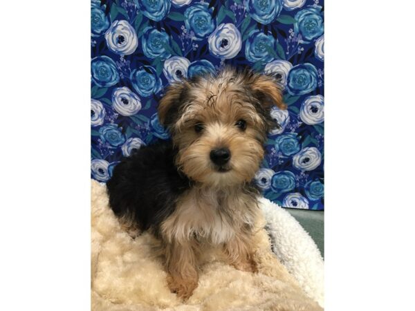 Yorkshire Terrier DOG Male blk & tn 5054 Petland San Antonio, TX