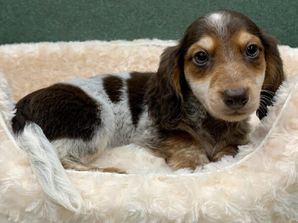 Dachshund DOG Male Chocolate Piebald Dapple 8208 Petland San Antonio, TX