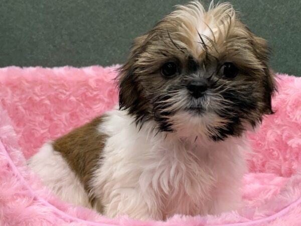 Shih Tzu DOG Female Brindle & White 8209 Petland San Antonio, TX