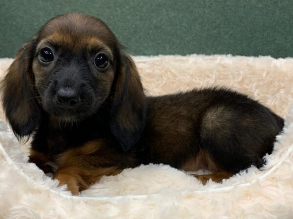 Dachshund-DOG-Female-Wild Boar-8210-Petland San Antonio, TX