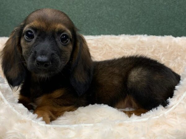 Dachshund DOG Female Wild Boar 8210 Petland San Antonio, TX