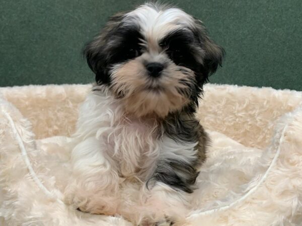Shih Tzu-DOG-Male-Brindle & White-8211-Petland San Antonio, TX